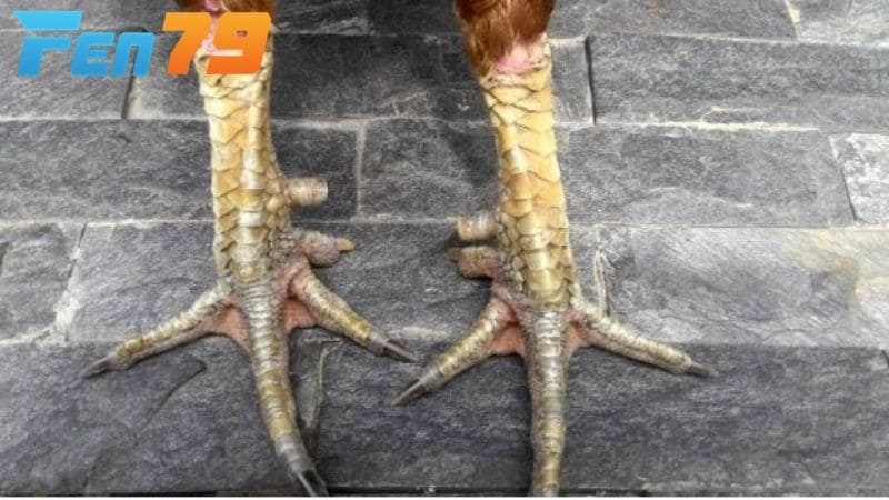 Những loại chân gà chọi đẹp nên chọn
