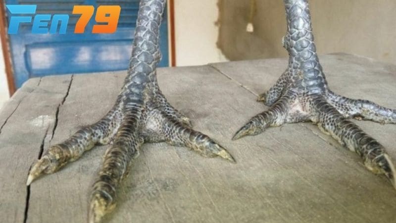 Những loại chân gà chọi đẹp không nên chọn
