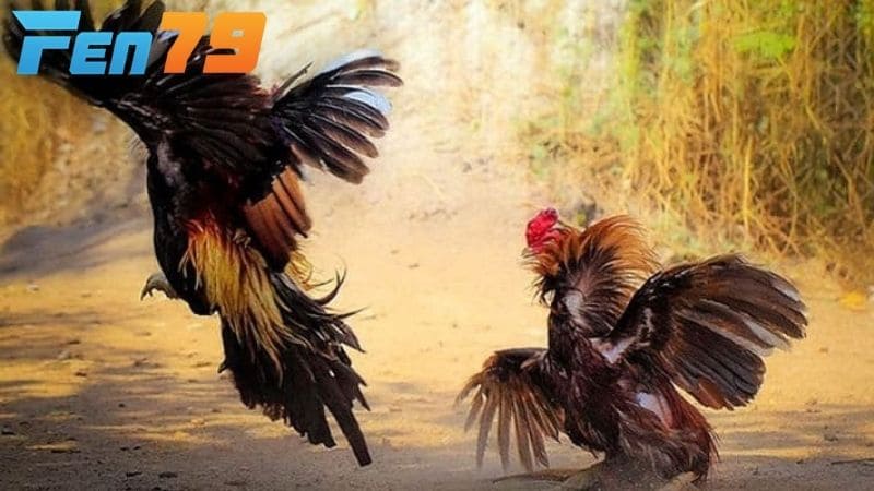 Những ưu điểm về cách tấn công và phòng thủ của gà chạy kiệu