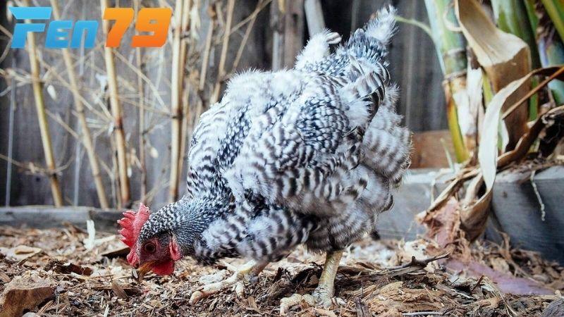 Thời gian gà thay lông từ 6 đến 12 tuần