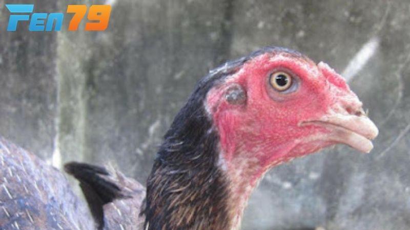 Để đưa ra hướng điều trị kịp thời, người nuôi cần xác định được nguyên nhân