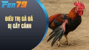 Điều trị gà đá bị gãy cánh