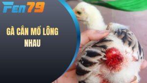 Gà cắn mổ lông nhau