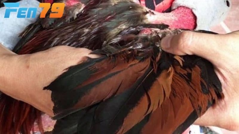 Nguyên nhân gà bị gãy cánh tỷ lệ cao nhất là trong quá trình thi đấu và tập luyện