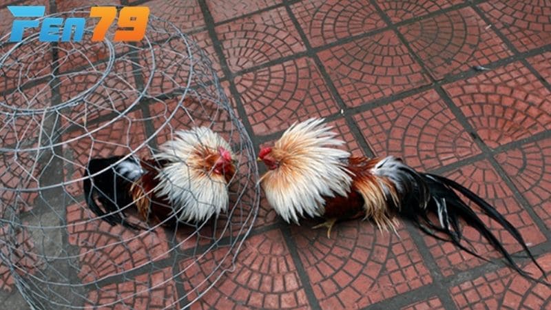 Tập luyện điều độ và đúng cách giúp gà tre chân mạnh