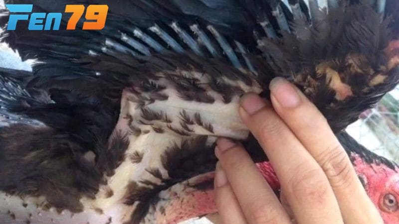 Trường hợp nặng sơ cứu nhanh, chụp x-quang và để gà nghỉ ngơi