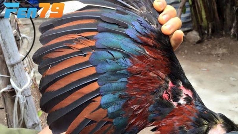 Trường hợp trung bình gà đá cần chườm đá nẹp chắc chắn và bổ sung chất dinh dưỡng