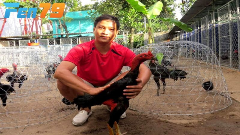 Xoa bóp cho gà sau khi hồi phục hoàn toàn