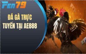 Những Ưu Điểm Đá Gà AE888